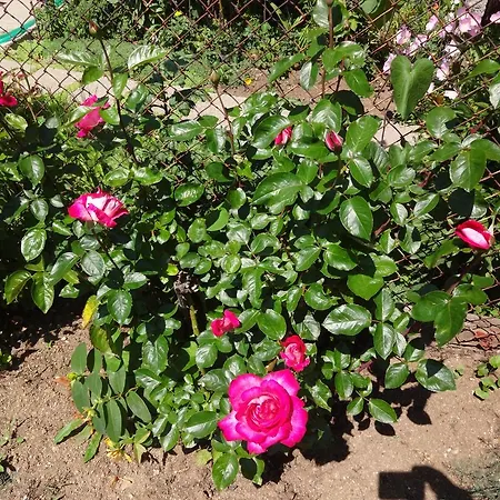 Dona Apartament Czernomorec
