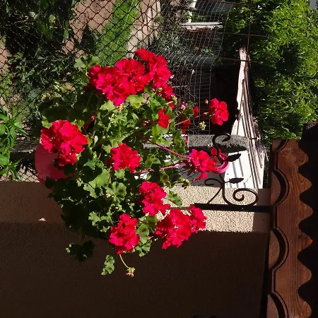 Apartament Dona Czernomorec